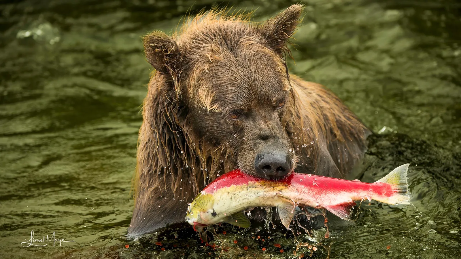 Ours brun tenant un saumon sockeye dans une rivière d'Alaska, photographie de Lionel Maye